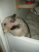 sonstiges hamster3 img0023