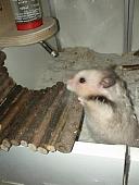 sonstiges hamster3 img0024