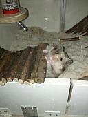 sonstiges hamster3 img0025