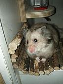 sonstiges hamster3 img0027