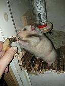 sonstiges hamster3 img0033