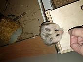 sonstiges hamster3 img0045