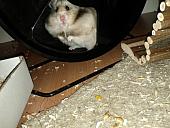 sonstiges hamster3 img0050