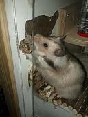 sonstiges hamster3 img0052