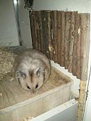 sonstiges hamster3 img0056