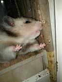 sonstiges hamster3 img0057