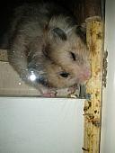 sonstiges hamster3 img0058