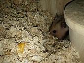 sonstiges hamster3 img0063