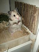 sonstiges hamster3 img0067