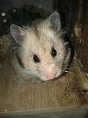 sonstiges hamster3 img0068