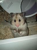 sonstiges hamster3 img0072