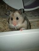 sonstiges hamster3 img0073