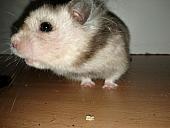 sonstiges hamster3 img0078