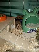 sonstiges hamster3 img0084