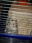 sonstiges hamster3 img0085