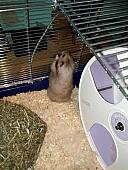 sonstiges hamster3 img0086