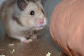 sonstiges hamster3 img0095