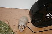 sonstiges hamster3 img0099