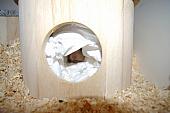 sonstiges hamster3 img0104