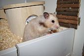 sonstiges hamster3 img0105