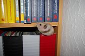 sonstiges hamster3 img0110