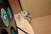 sonstiges hamster3 img0112