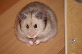 sonstiges hamster3 img0114