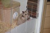 sonstiges hamster3 img0119