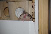 sonstiges hamster3 img0120