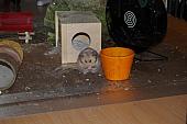 sonstiges hamster3 img0125