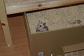 sonstiges hamster3 img0137