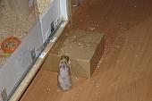 sonstiges hamster3 img0138