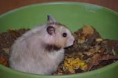 sonstiges hamster3 img0150