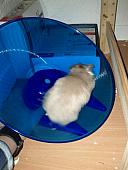 sonstiges hamster4 img0001