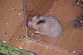 sonstiges hamster4 img0010