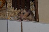 sonstiges hamster4 img0012