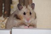 sonstiges hamster4 img0014