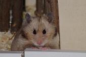 sonstiges hamster4 img0015