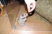 sonstiges hamster4 img0037