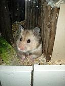 sonstiges hamster4 img0052