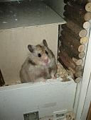 sonstiges hamster4 img0053