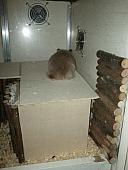 sonstiges hamster4 img0055