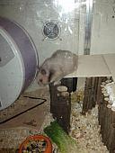 sonstiges hamster4 img0056