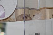 sonstiges hamster4 img0103