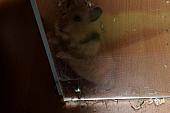 sonstiges hamster4 img0124