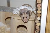 sonstiges hamster4 img0127