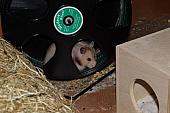 sonstiges hamster4 img0129