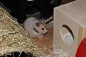 sonstiges hamster4 img0130