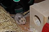 sonstiges hamster4 img0131