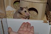 sonstiges hamster4 img0137